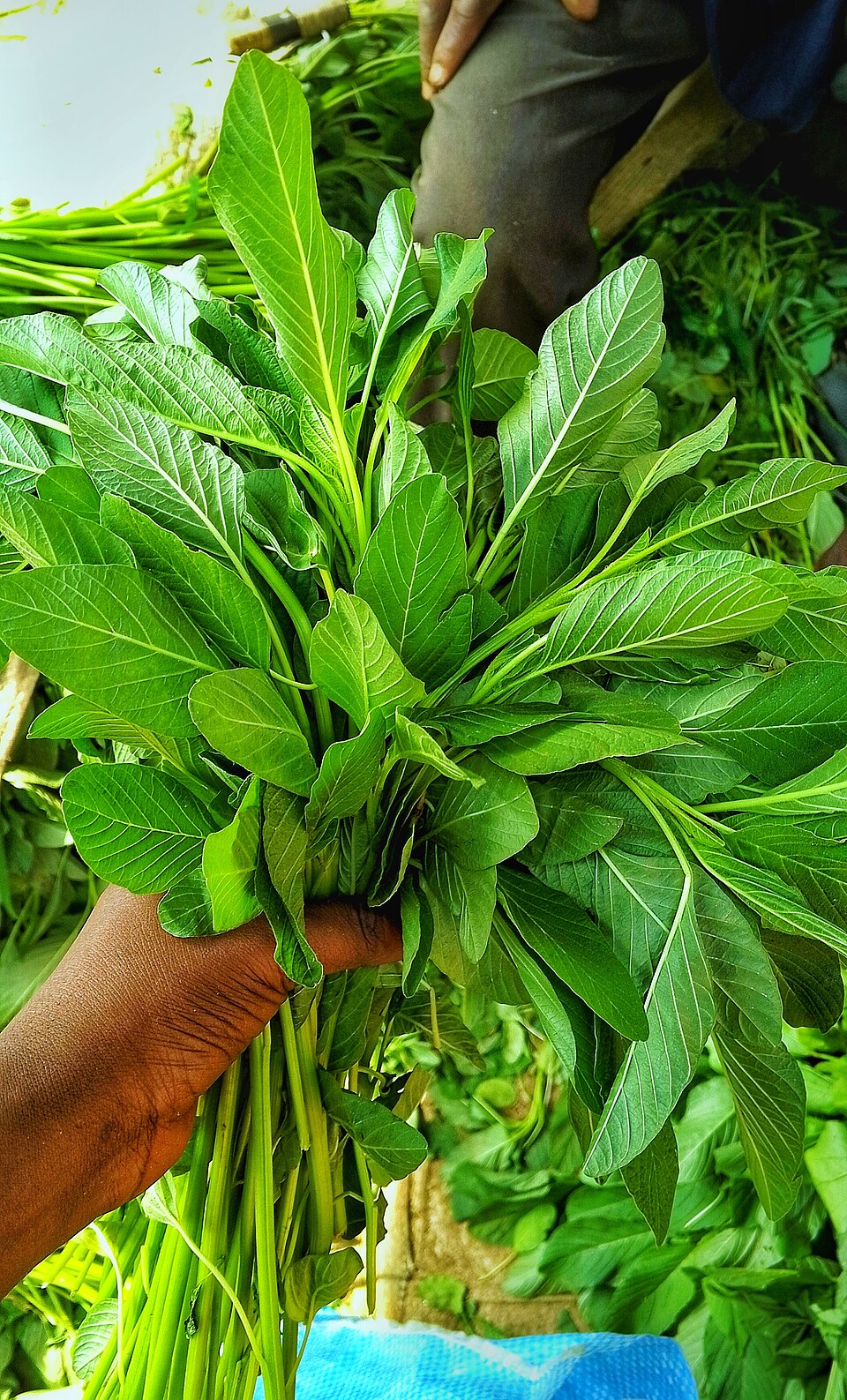 Fresh spinach leaves